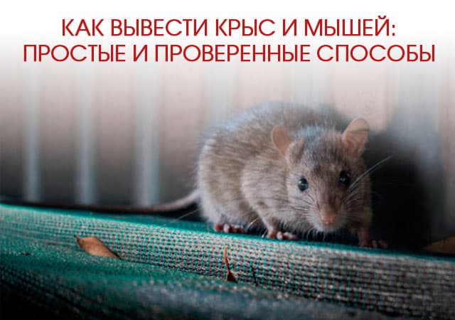 Как вывести крыс и мышей в Электроуглях: простые и проверенные способы