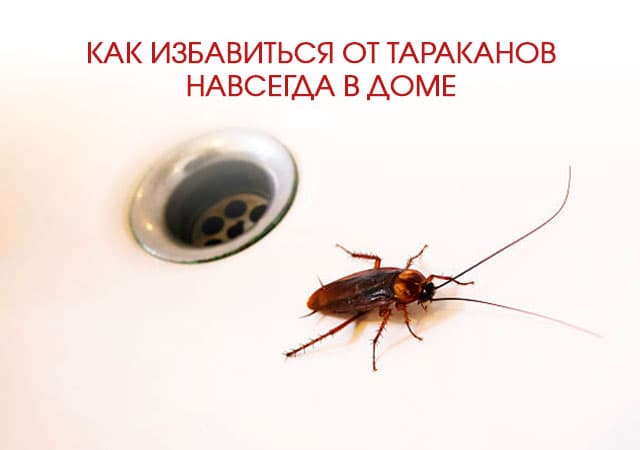 Как избавиться от тараканов в доме в Электроуглях